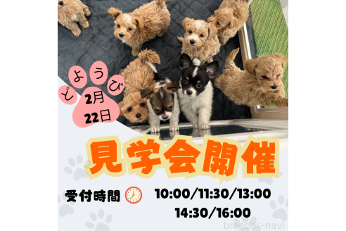 成約済の茨城県のミニチュアダックスフンド(ロングヘアード)-371250の3枚目